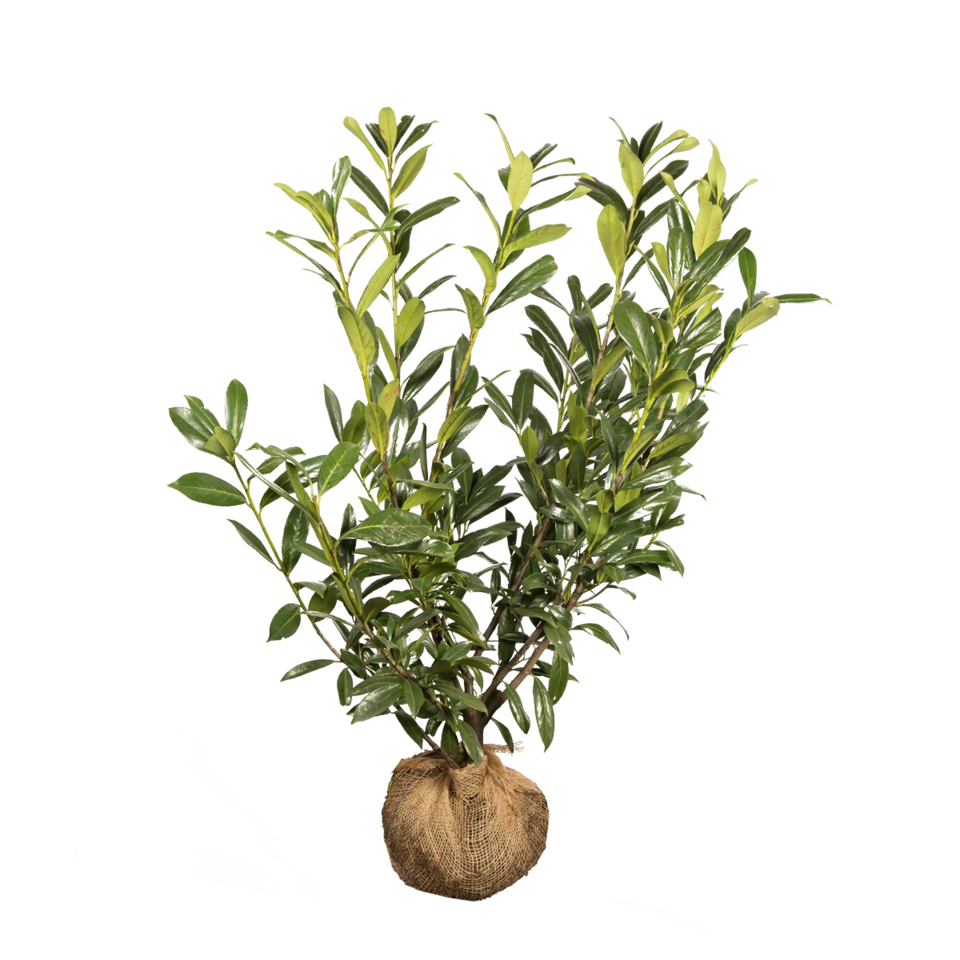 Laurier Caucasica
