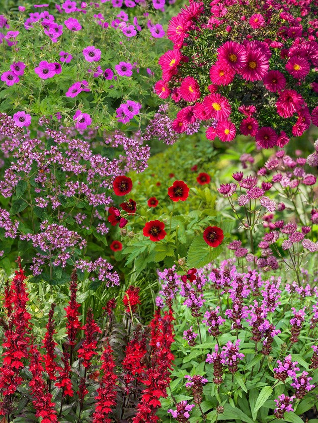 Borderpakket roze, paars en rood