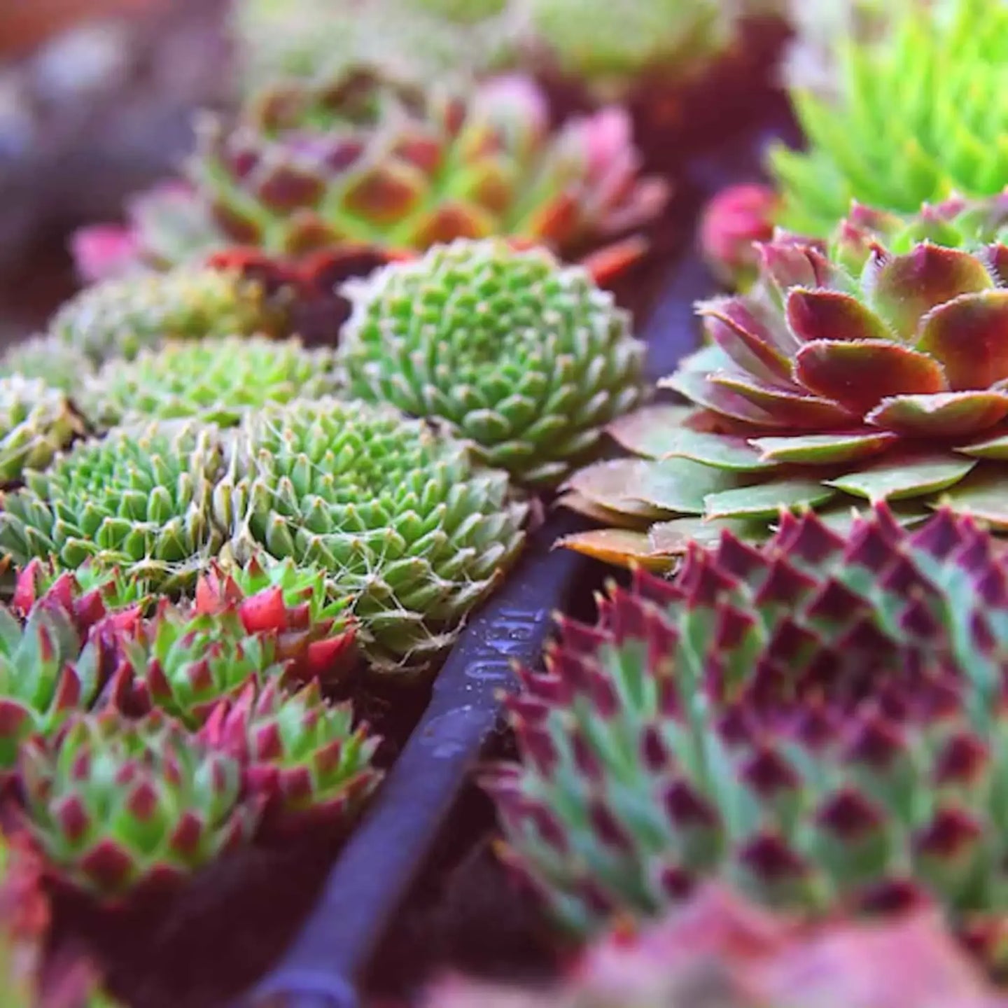 Sempervivum mix