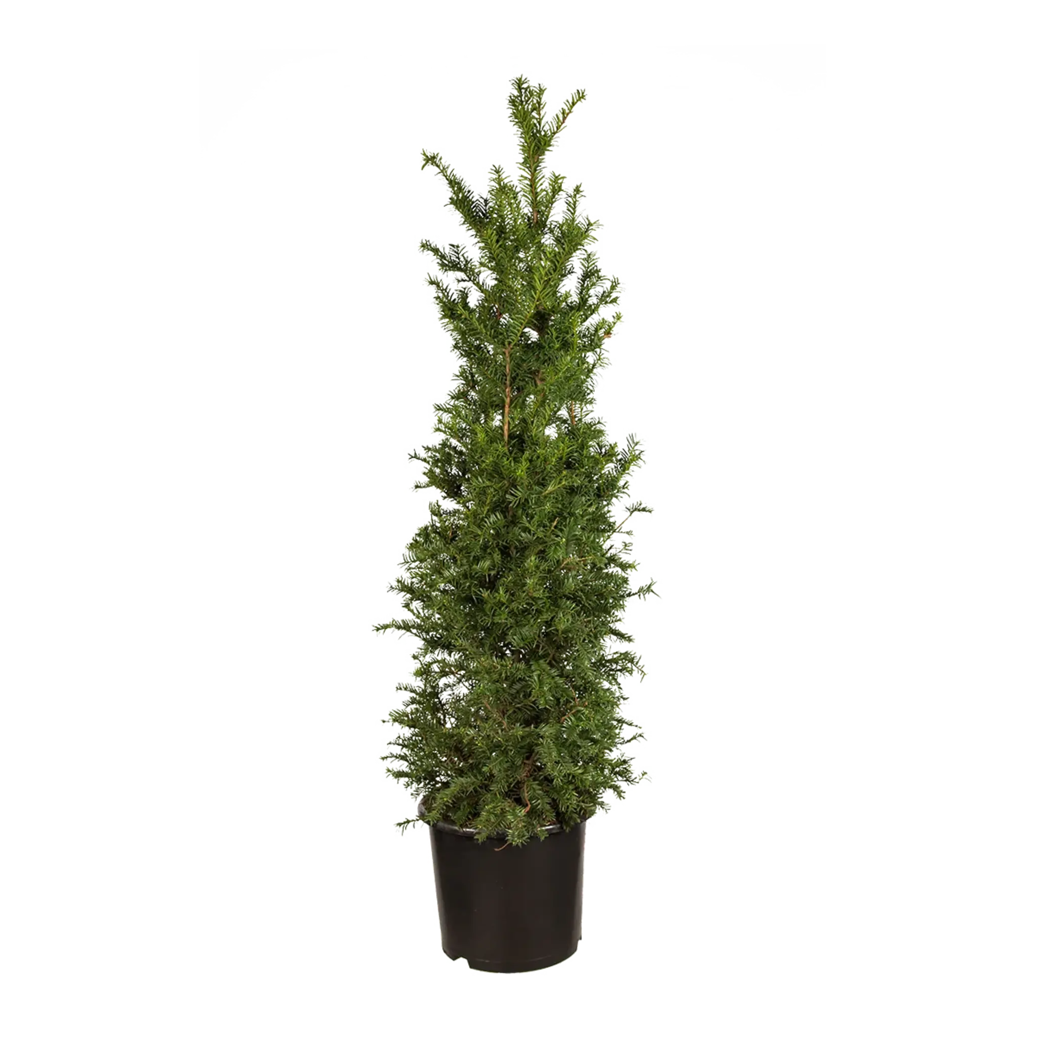 Taxus baccata