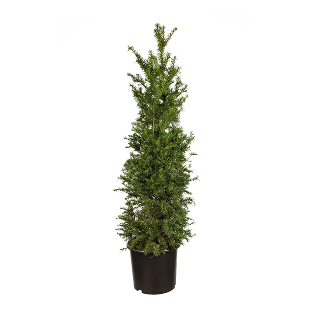 Taxus baccata