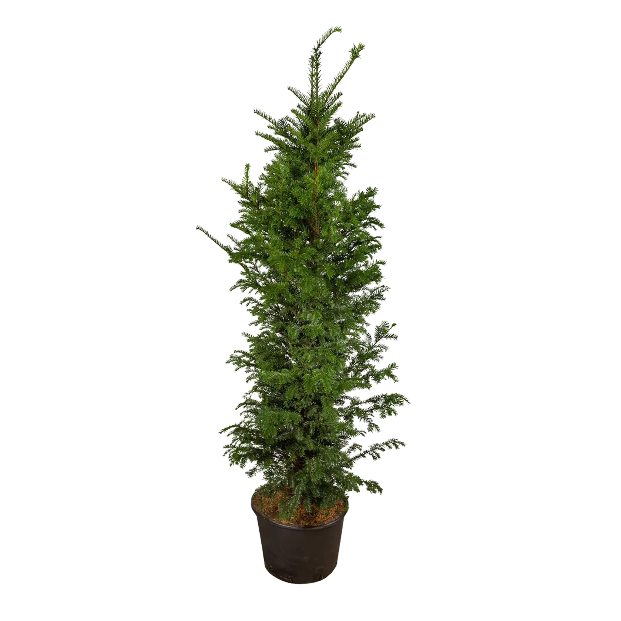 Taxus baccata