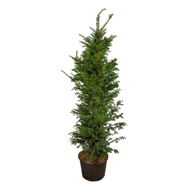 Taxus baccata