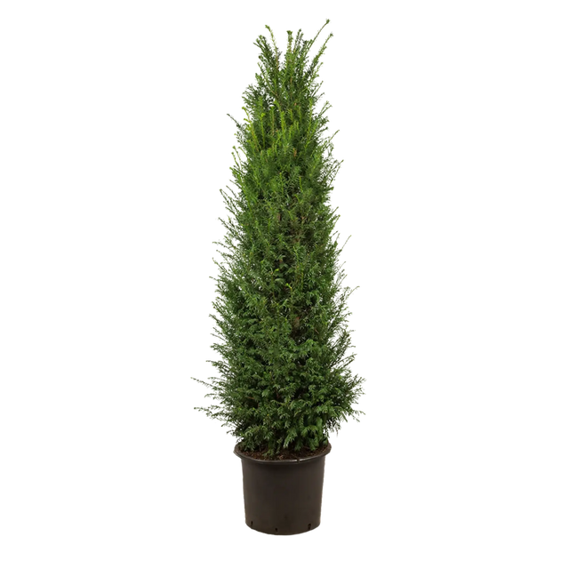 Taxus baccata