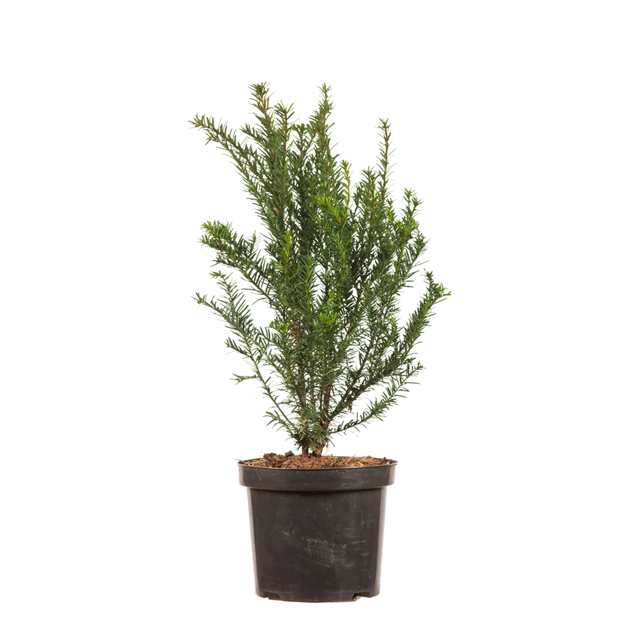 Taxus baccata