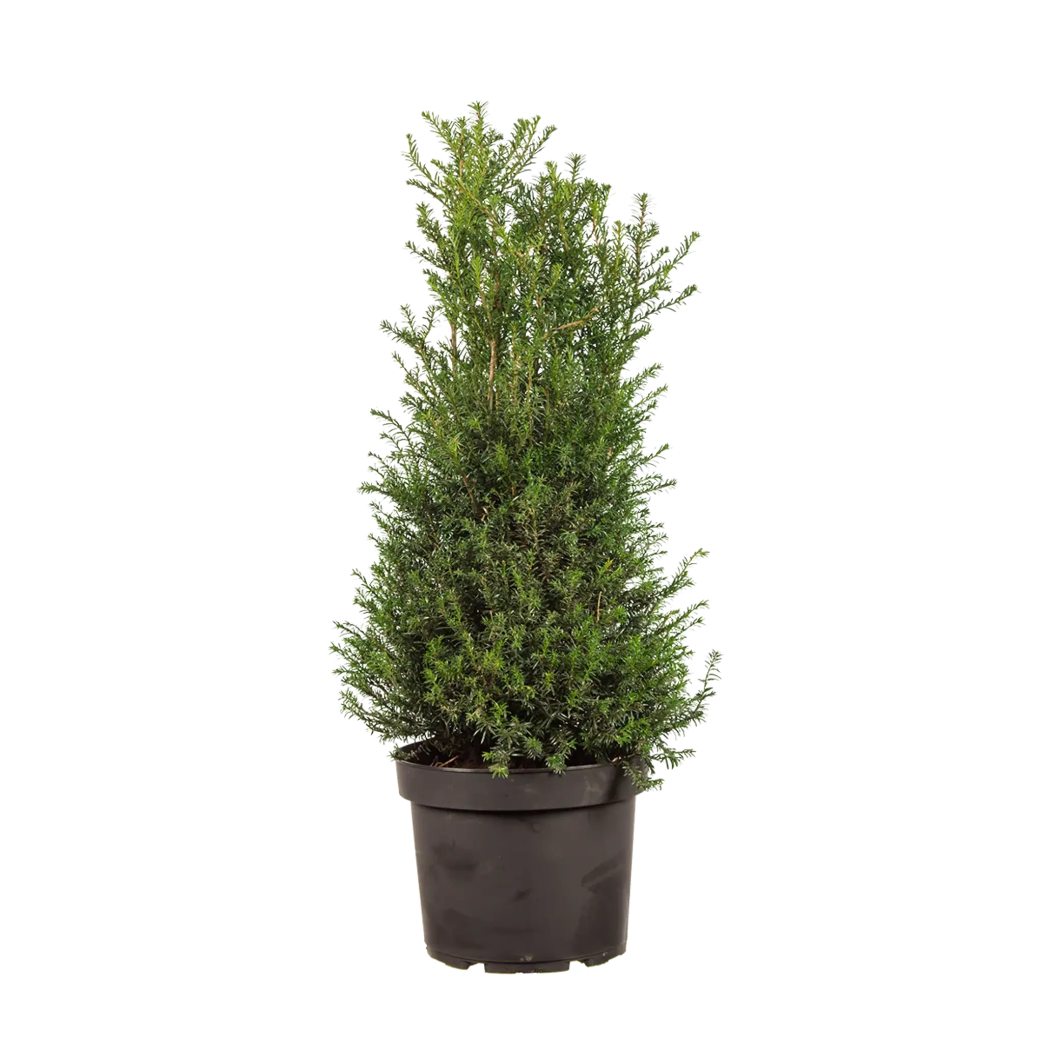 Taxus baccata