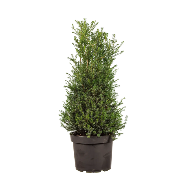 Taxus baccata