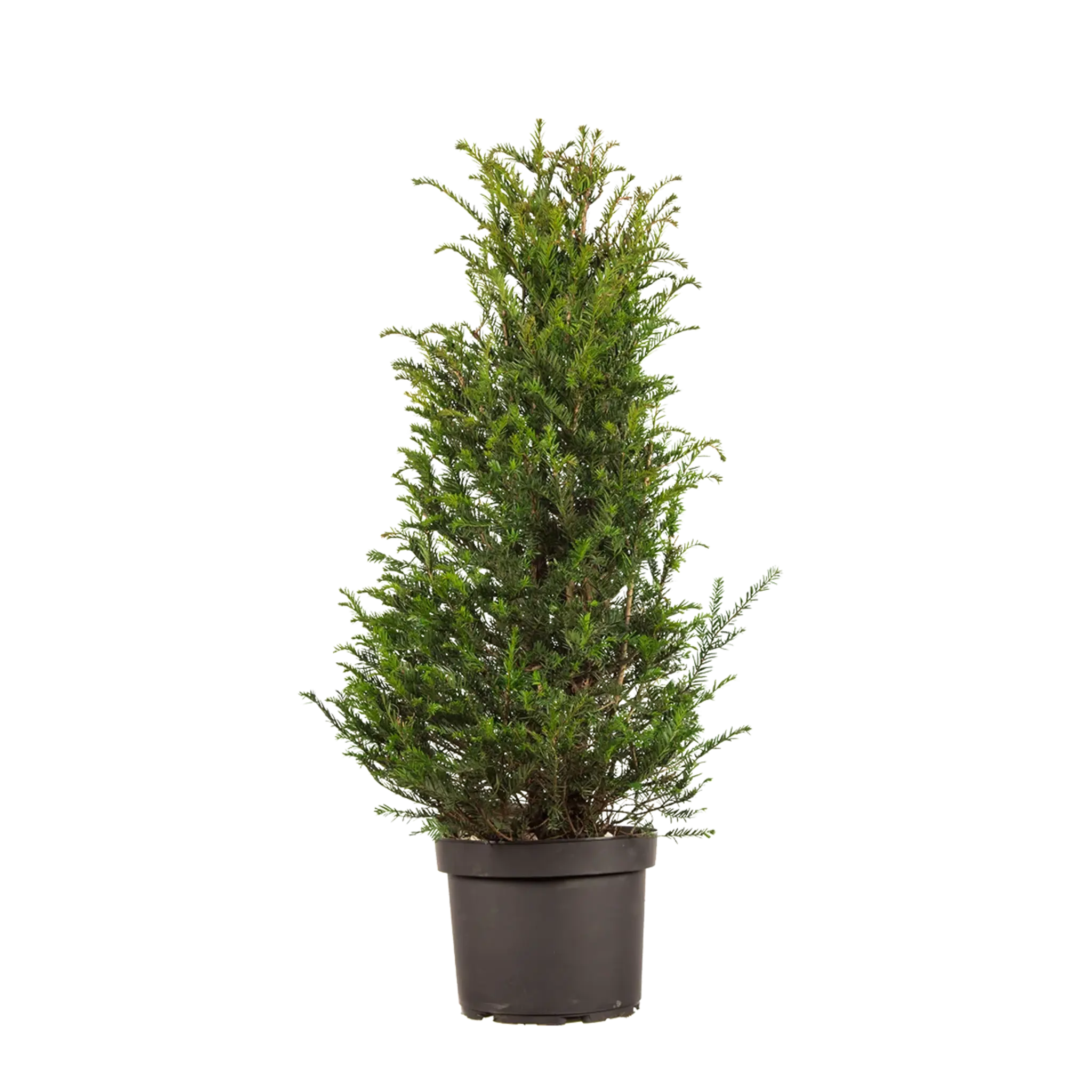 Taxus baccata