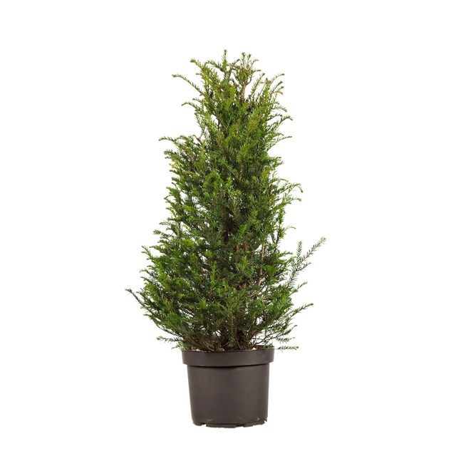 Taxus baccata