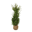 Taxus baccata