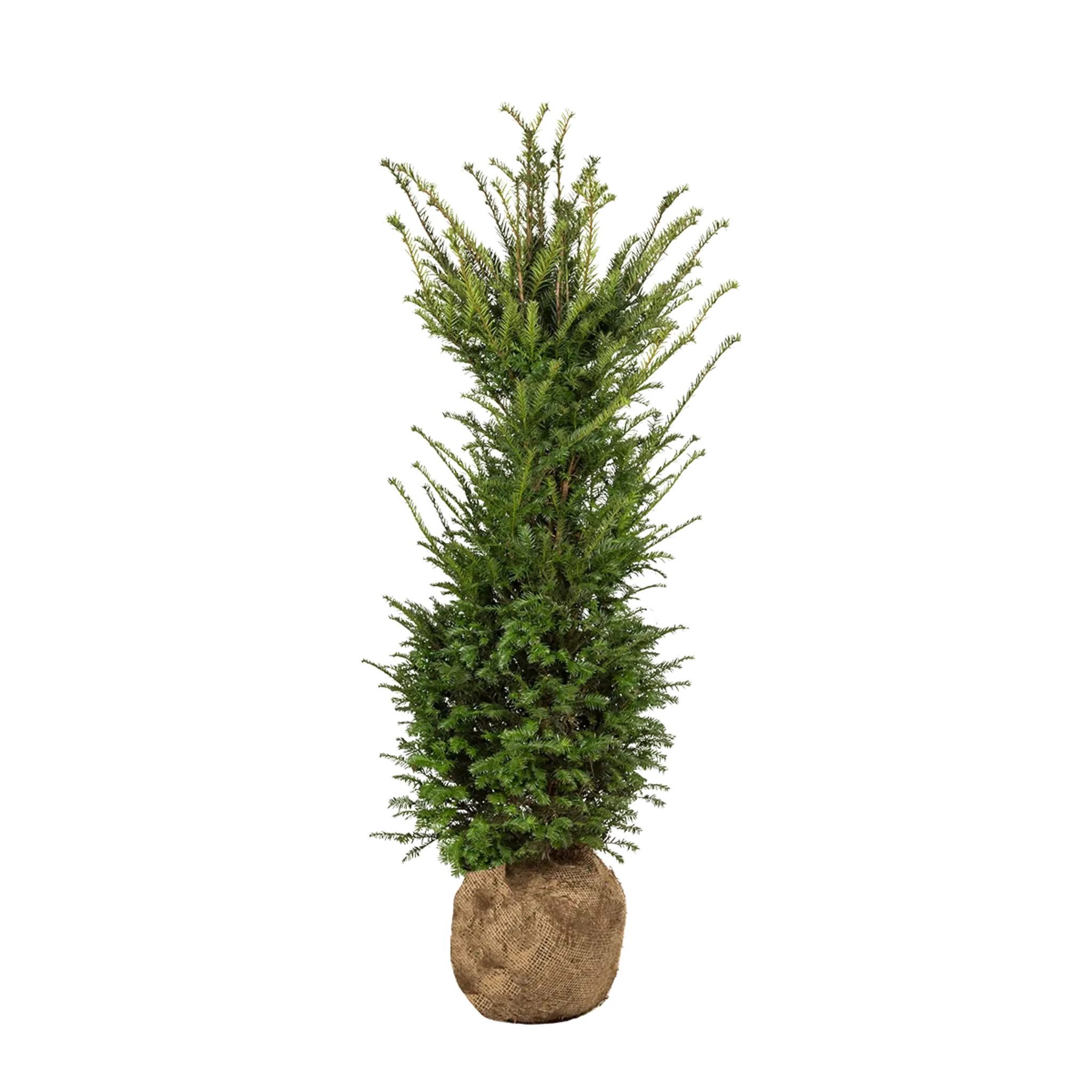 Taxus baccata