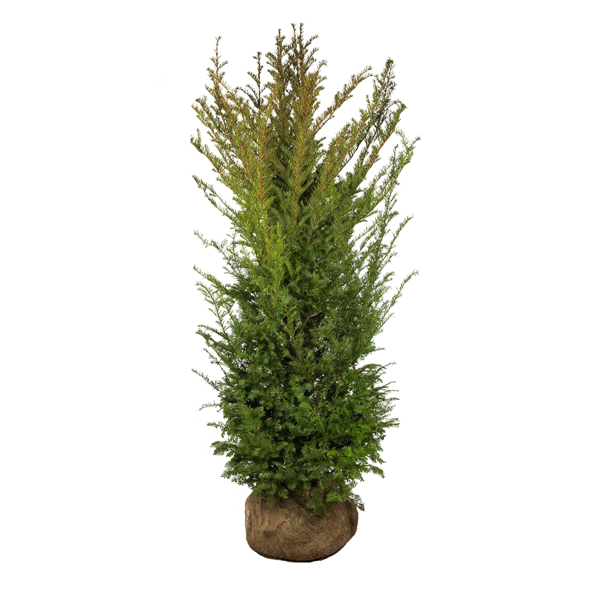 Taxus baccata