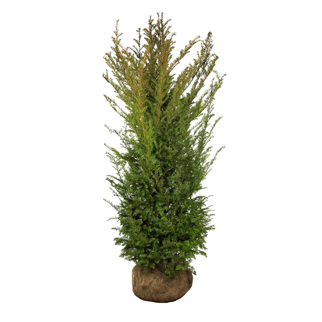 Taxus baccata