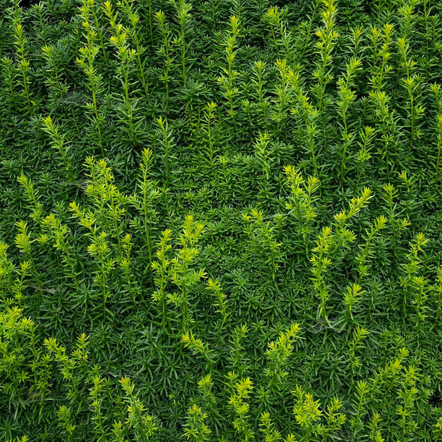 Taxus Hicksii