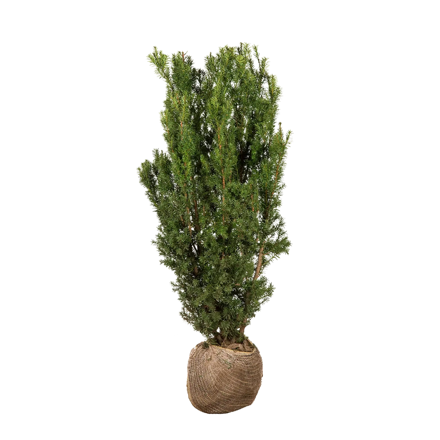 Taxus Hicksii