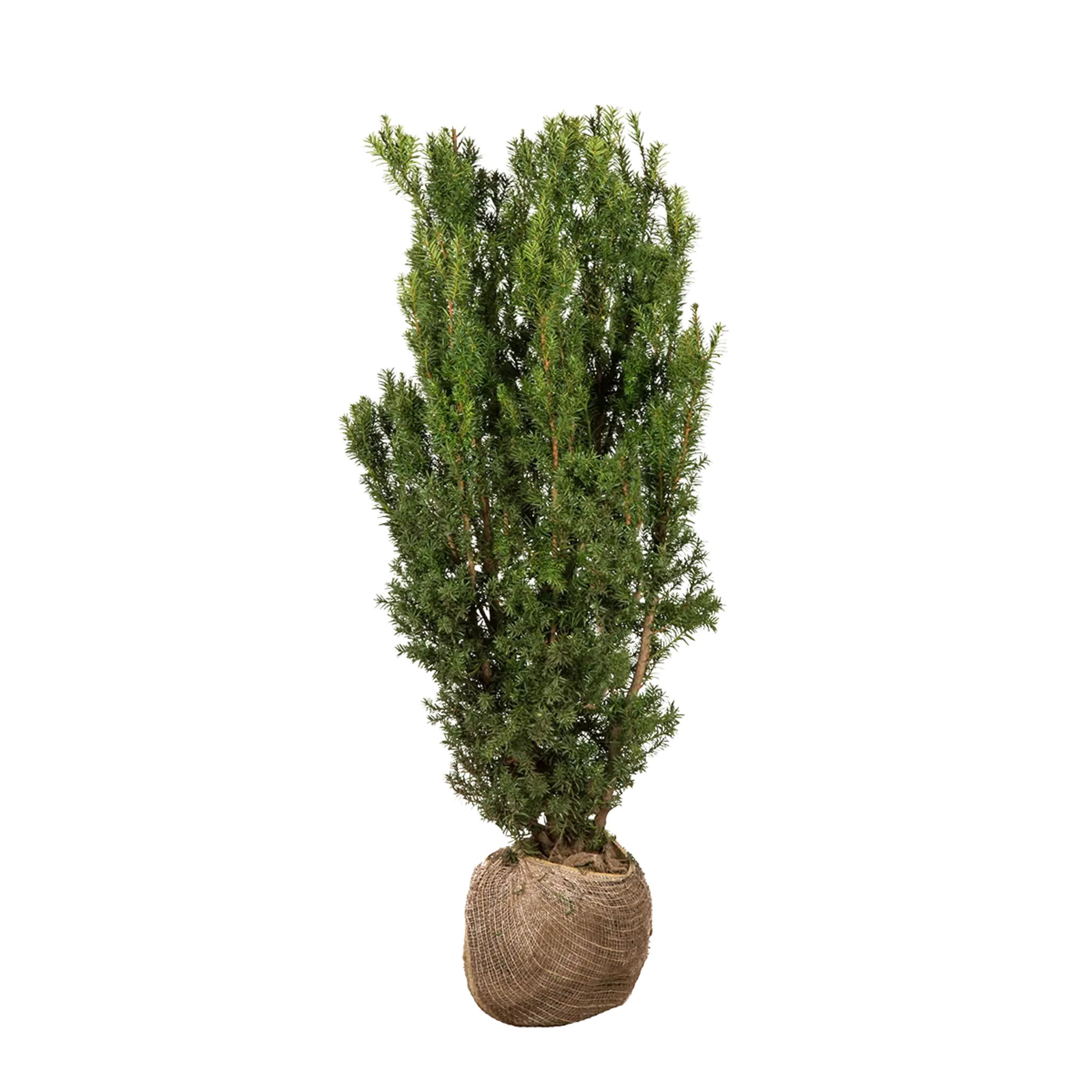 Taxus Hicksii