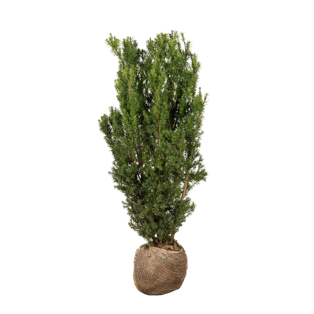 Taxus Hicksii