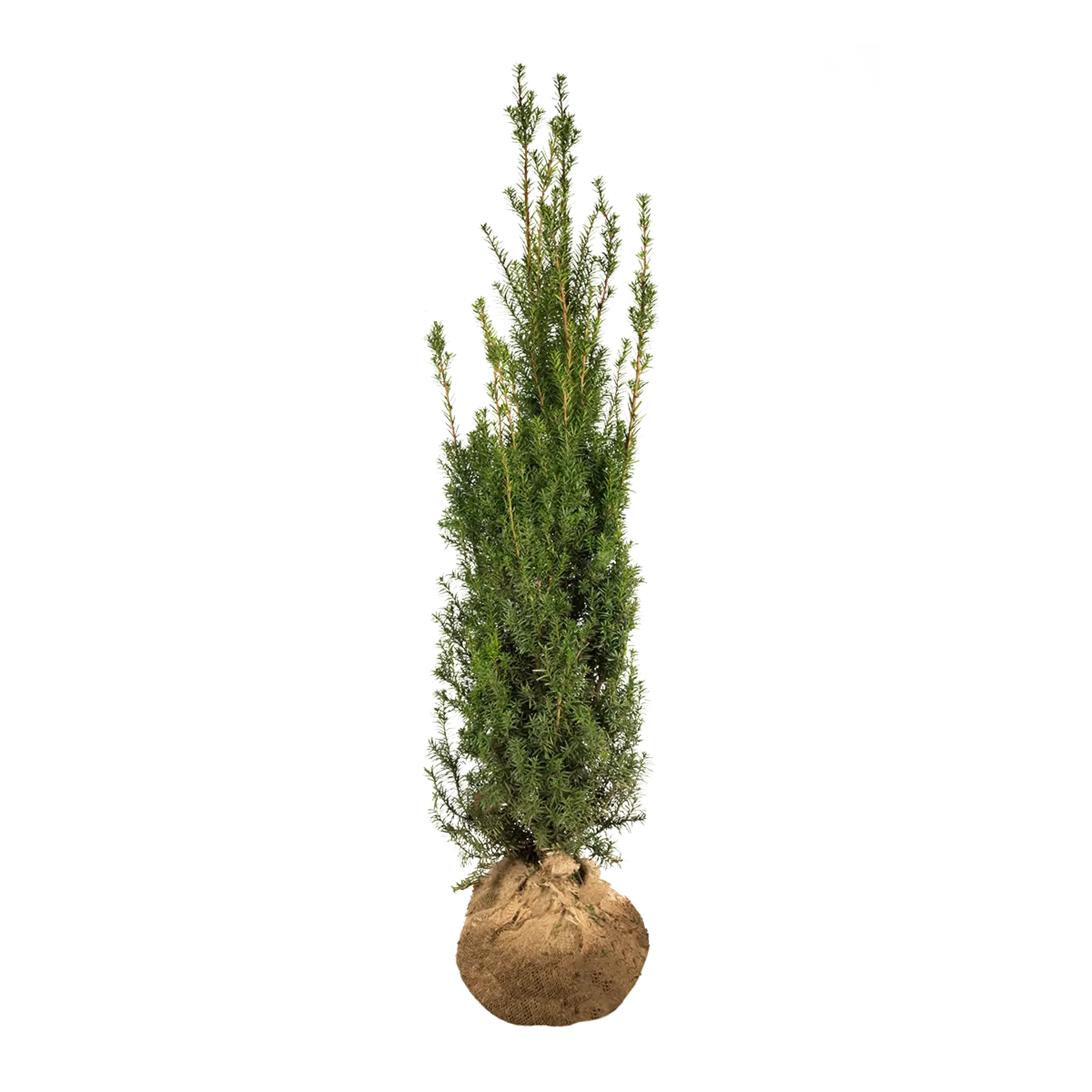 Taxus Hicksii