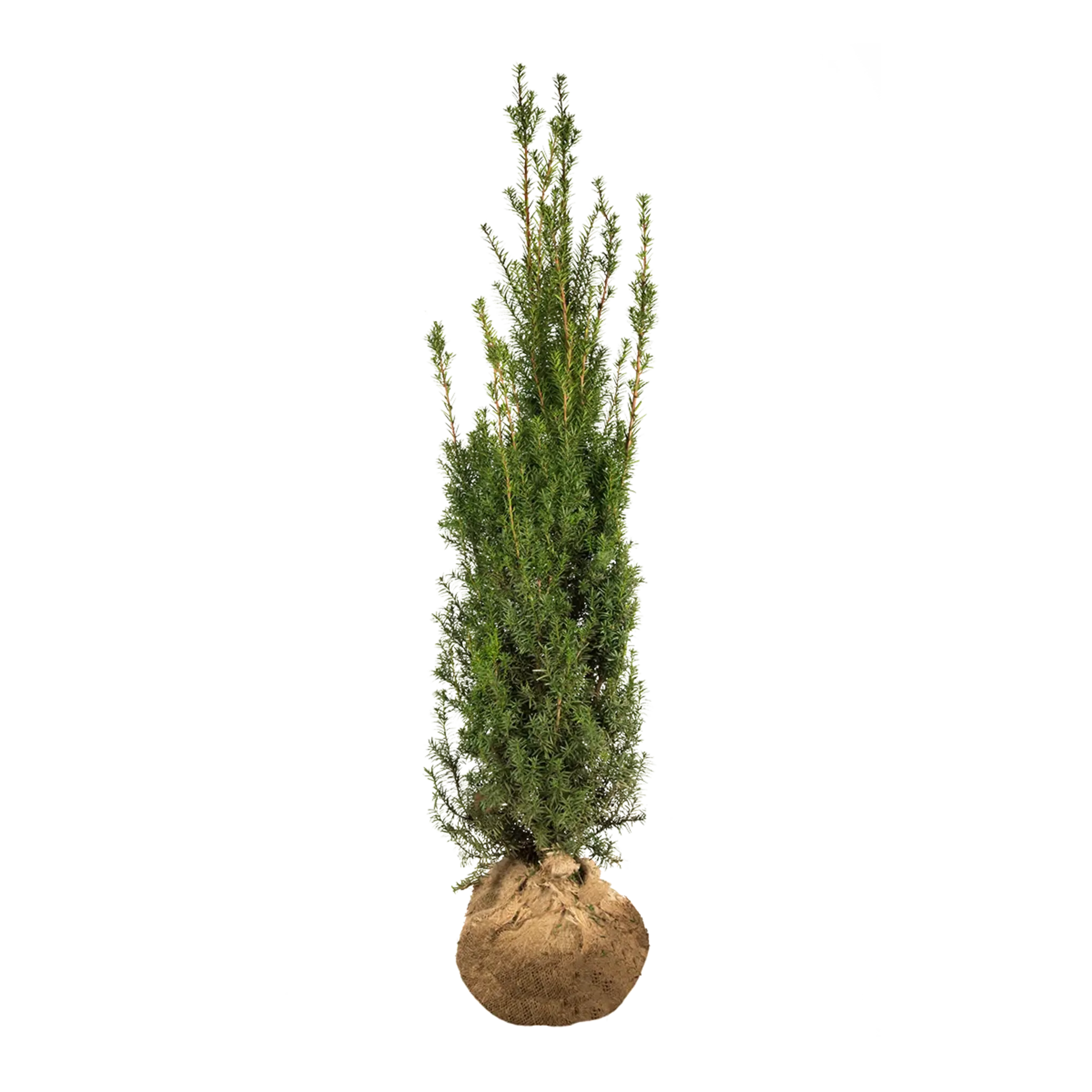 Taxus Hicksii