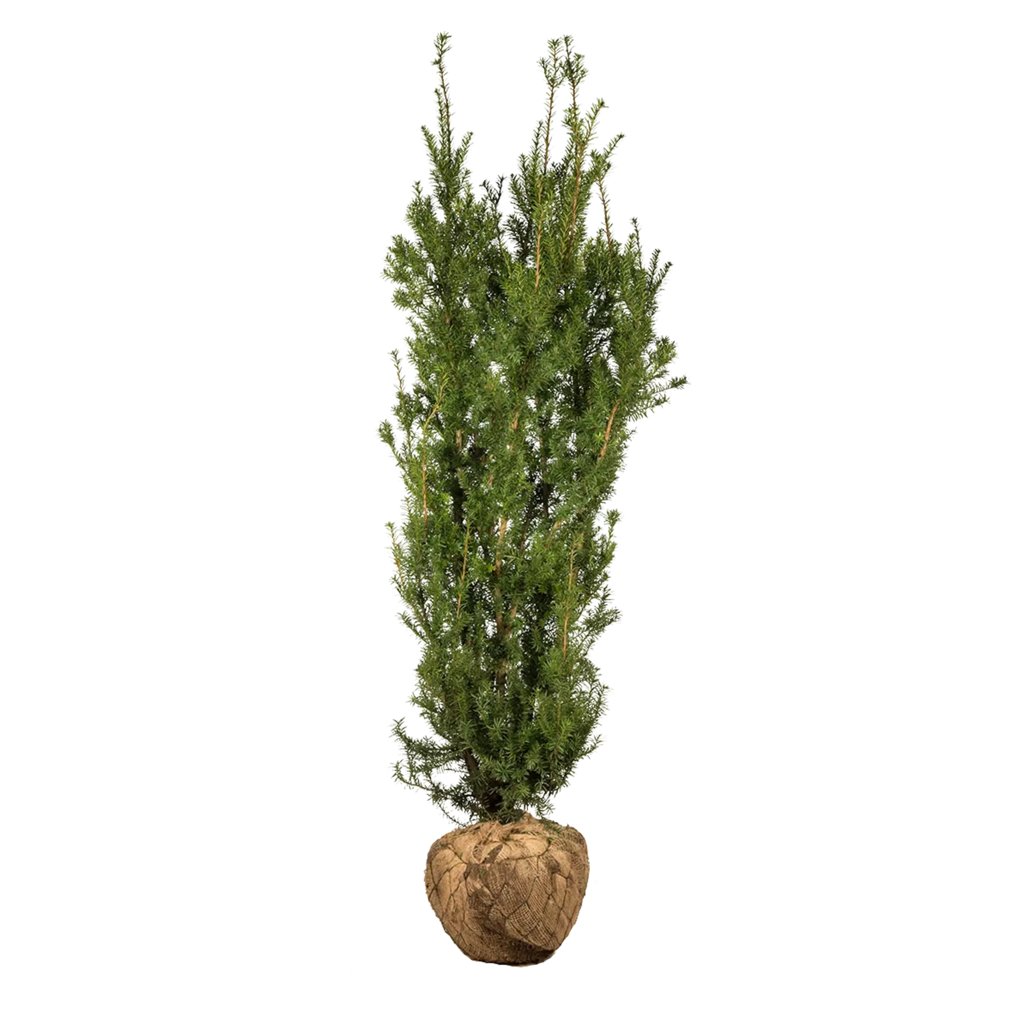 Taxus Hicksii