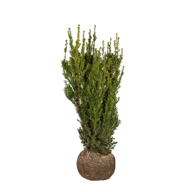 Taxus Hicksii