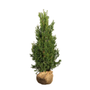 Taxus Hicksii