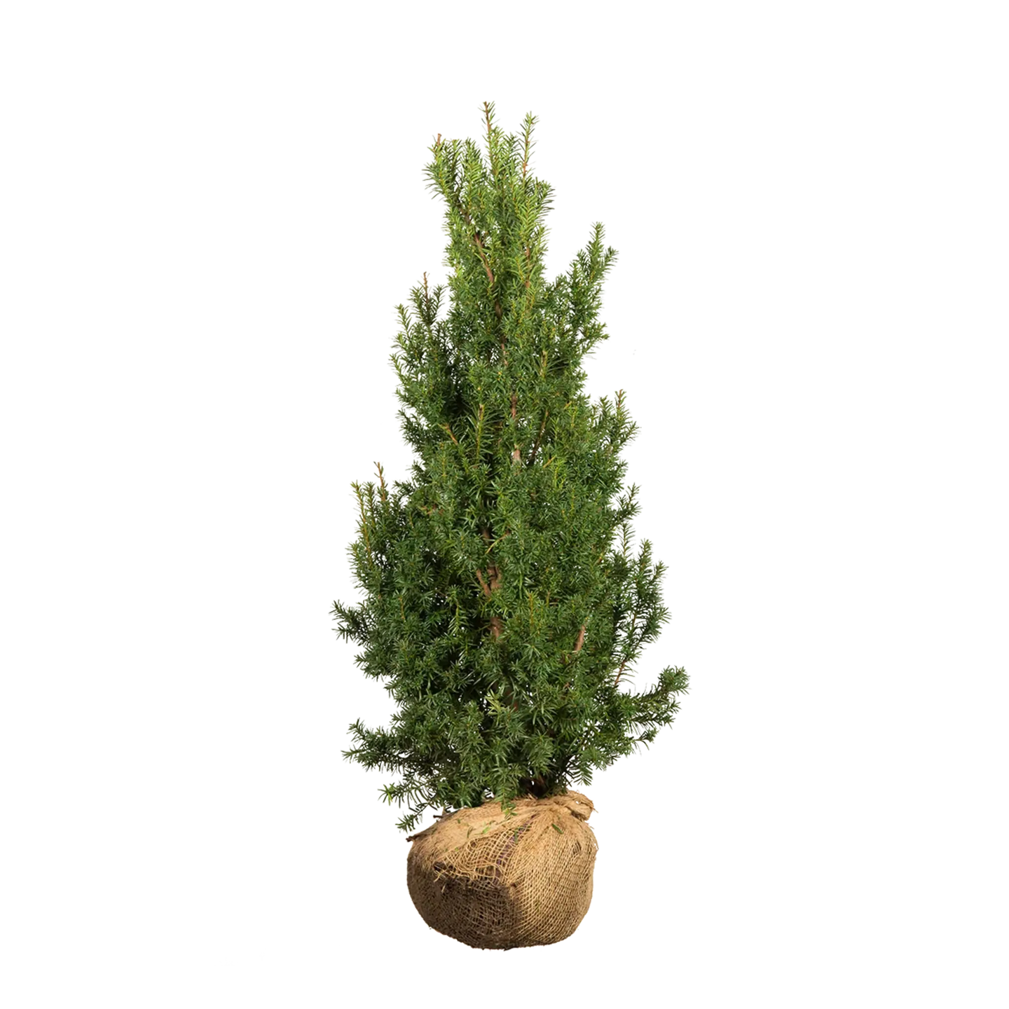 Taxus Hicksii