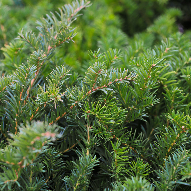 Taxus Hillii