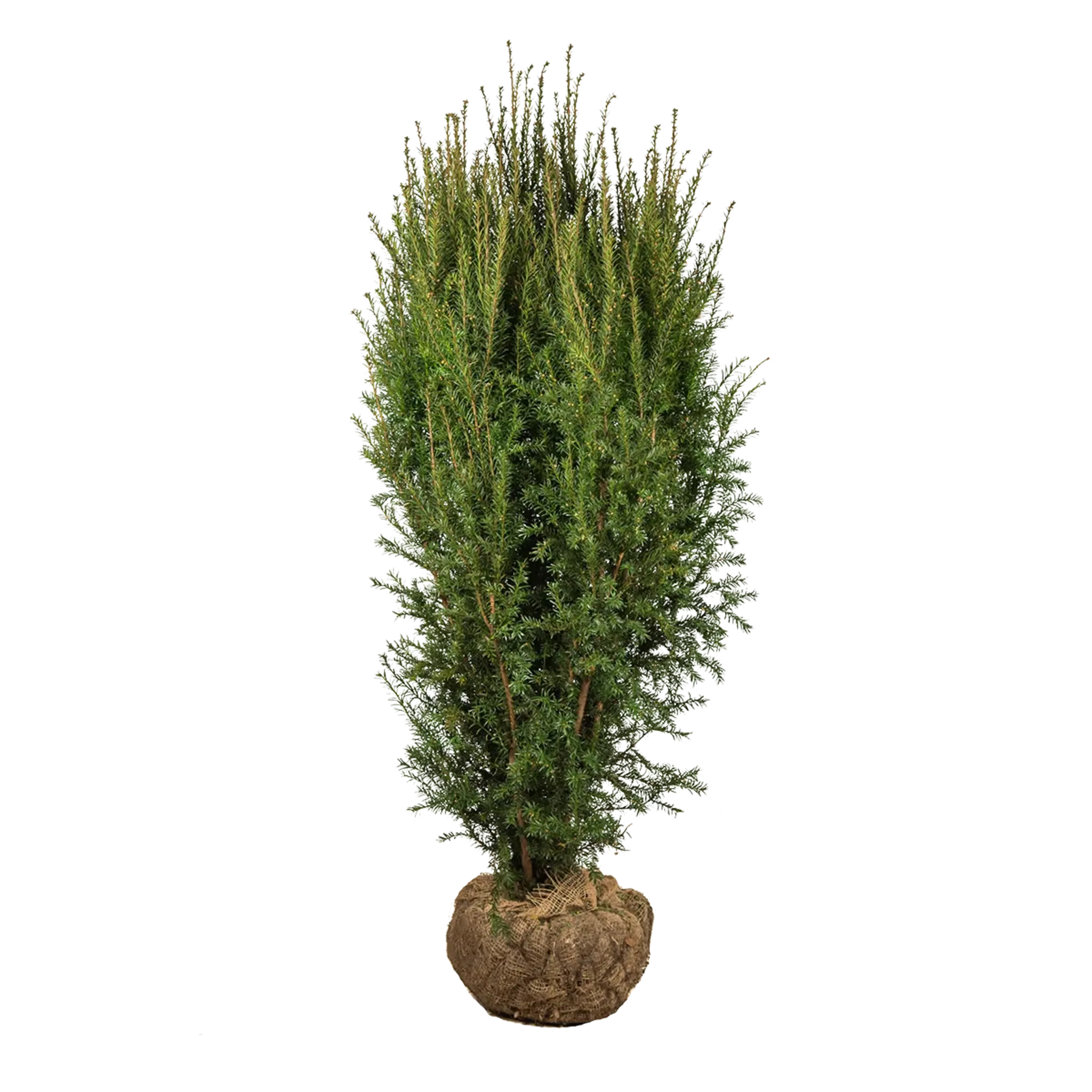 Taxus Hillii