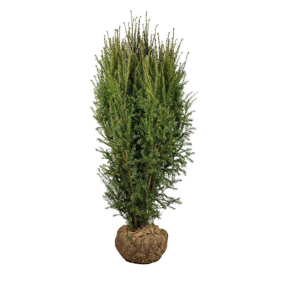 Taxus Hillii