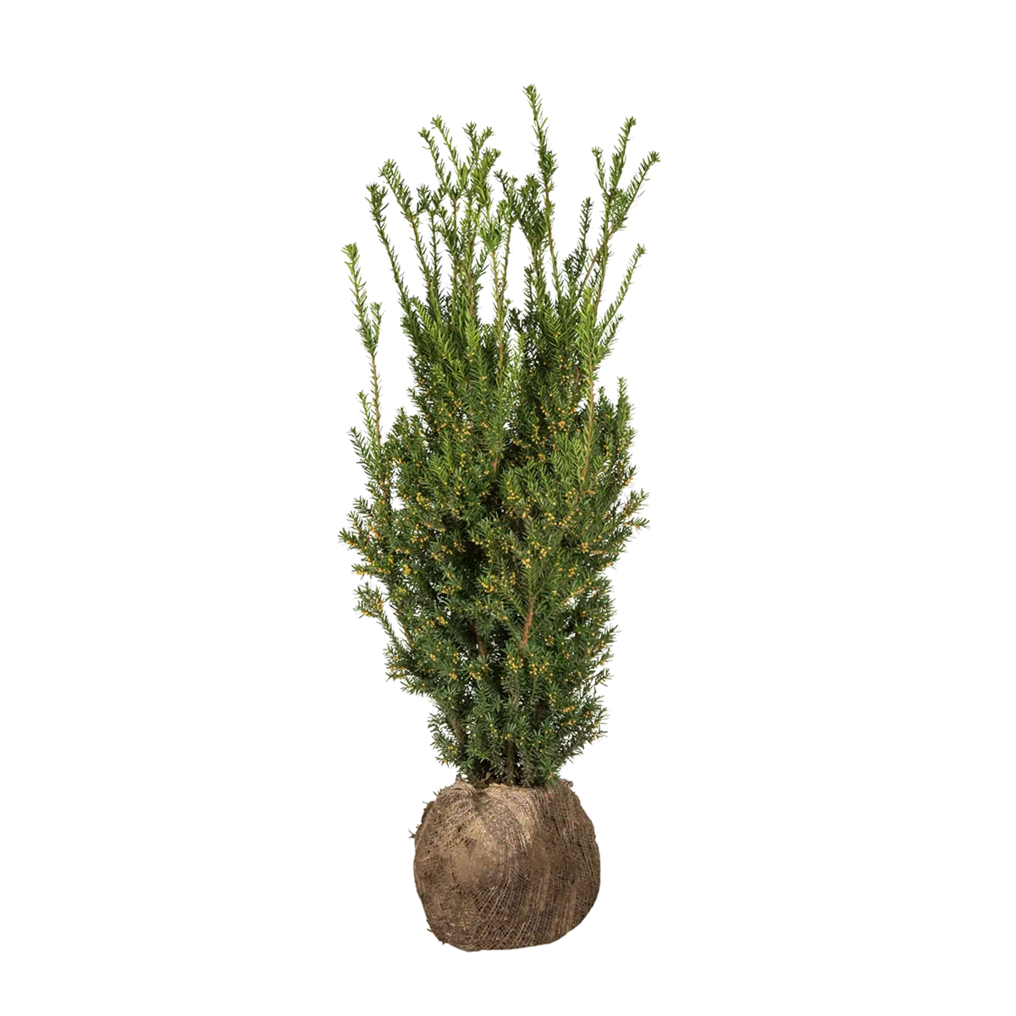 Taxus Hillii