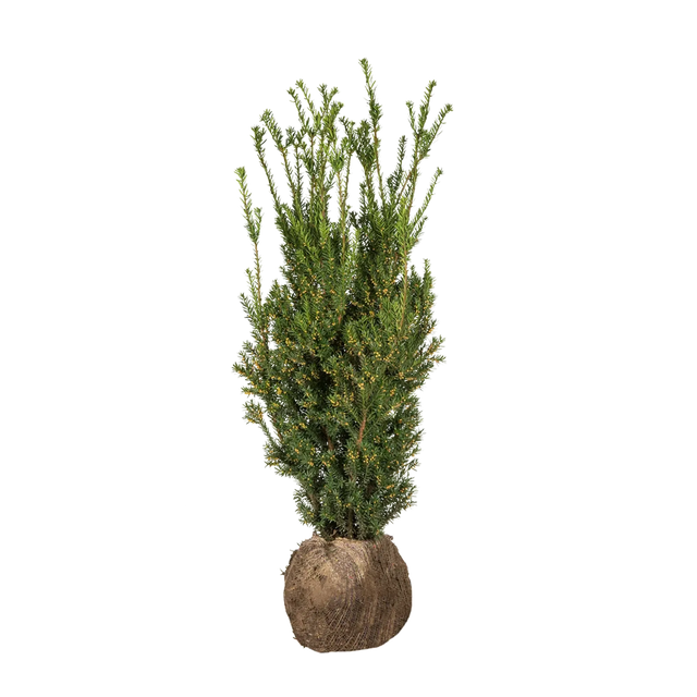 Taxus Hillii