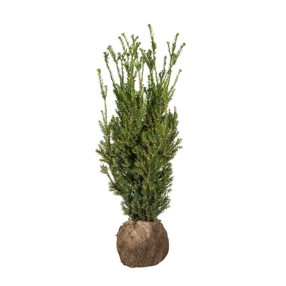 Taxus Hillii