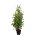 Thuja Brabant