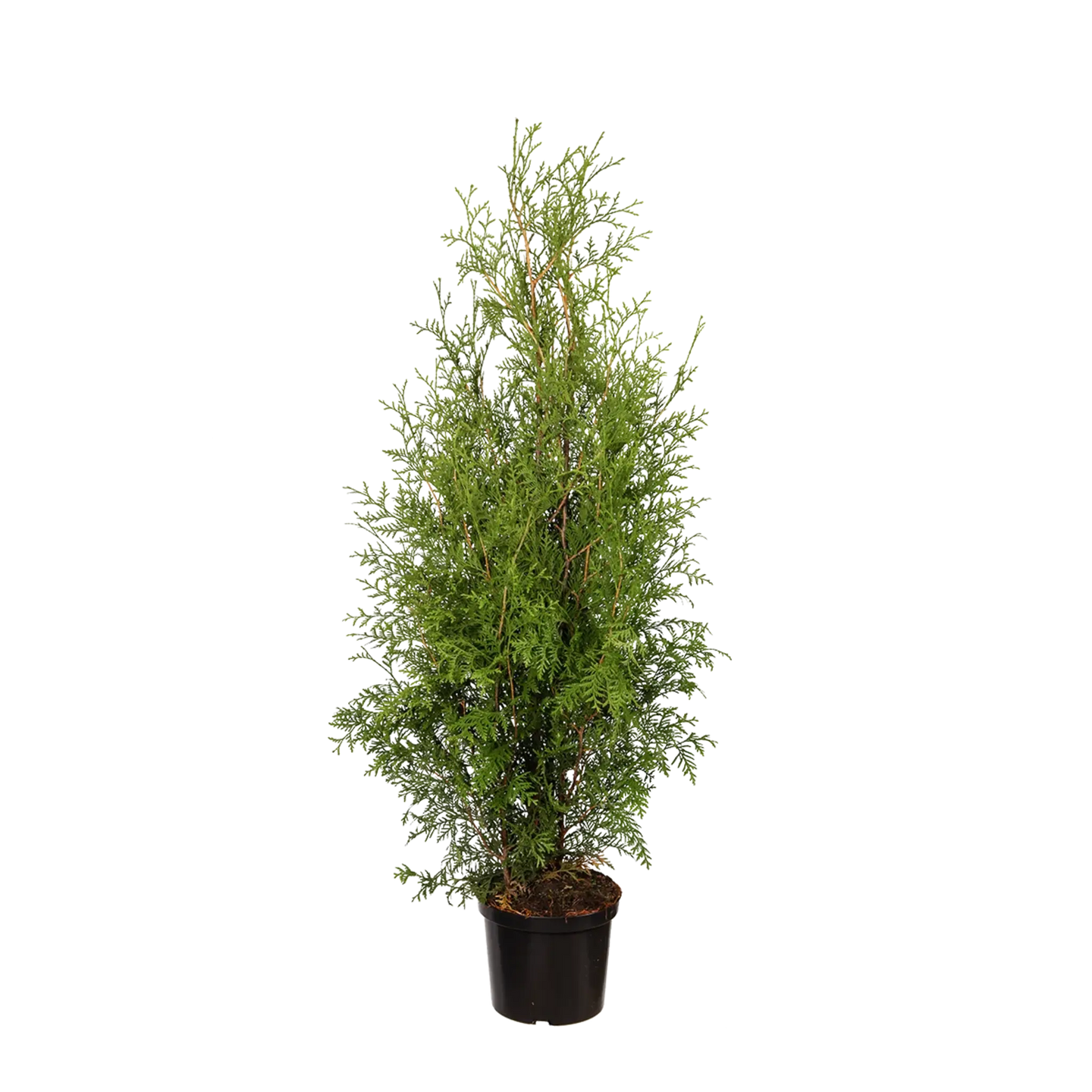 Thuja Brabant