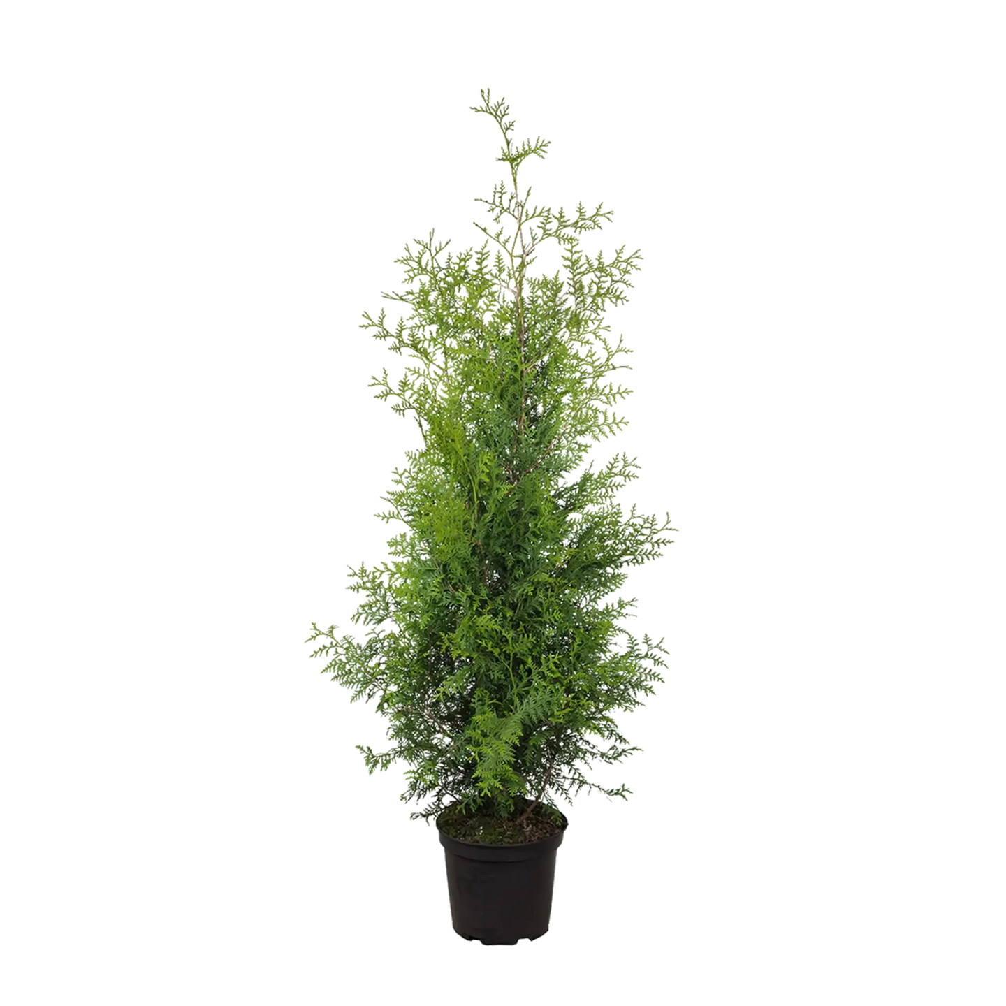 Thuja Brabant