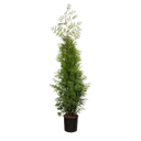 Thuja Brabant