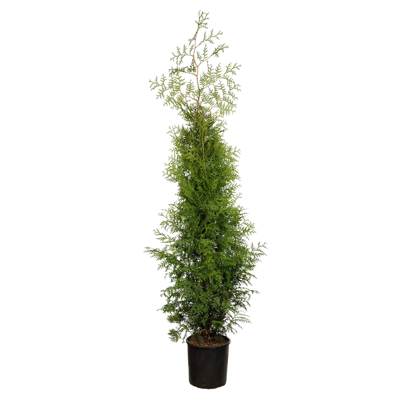 Thuja Brabant