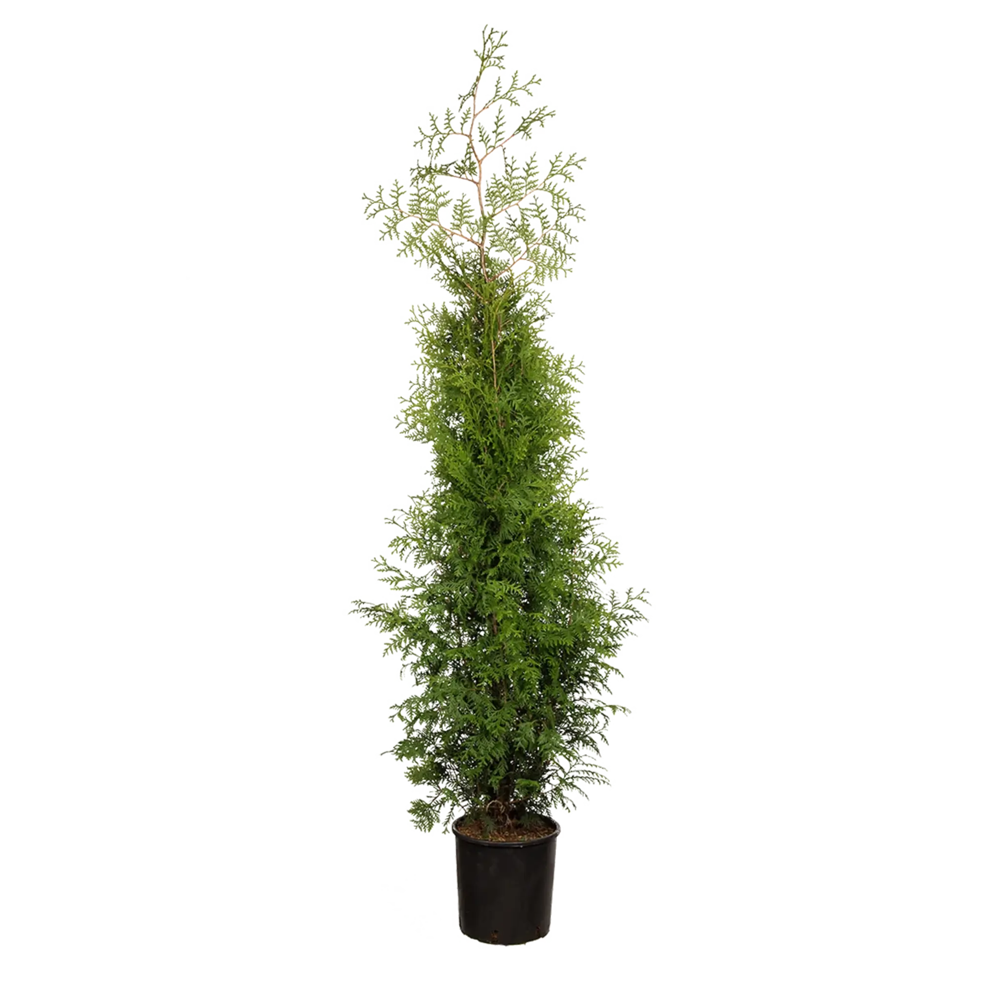 Thuja Brabant