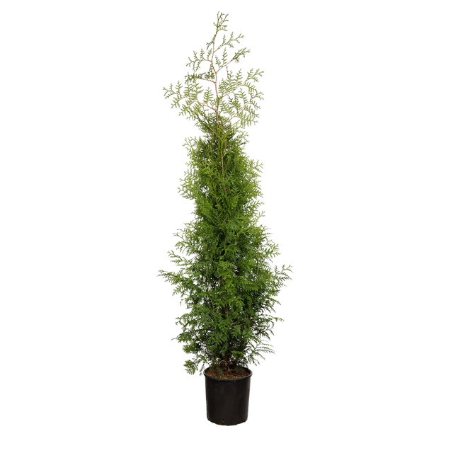 Thuja Brabant