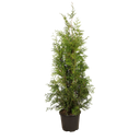 Thuja Brabant