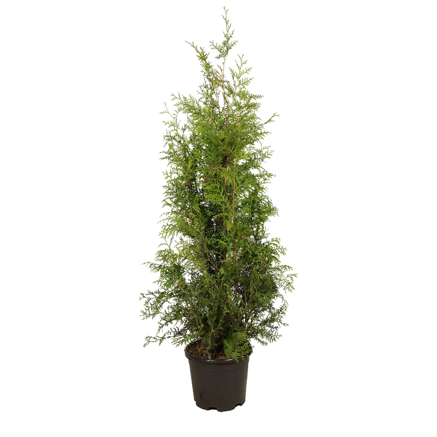 Thuja Brabant