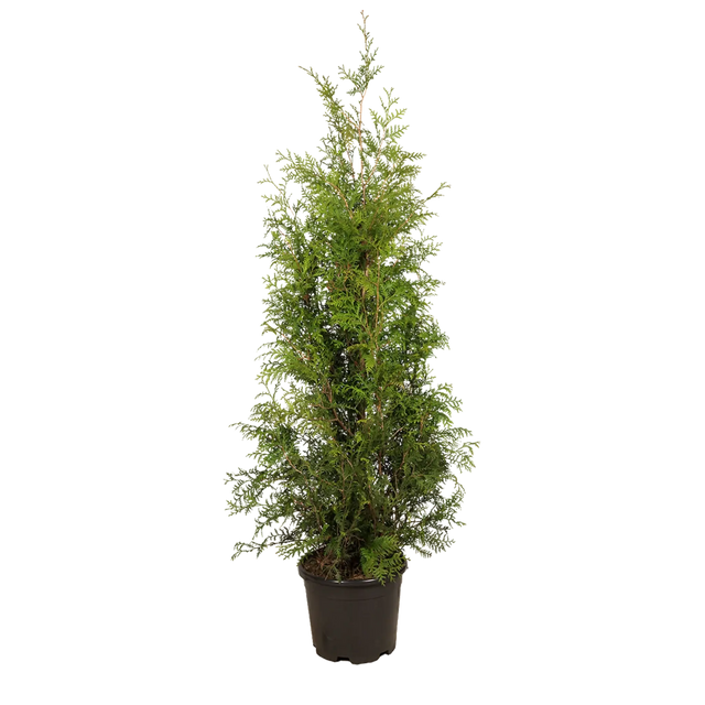 Thuja Brabant