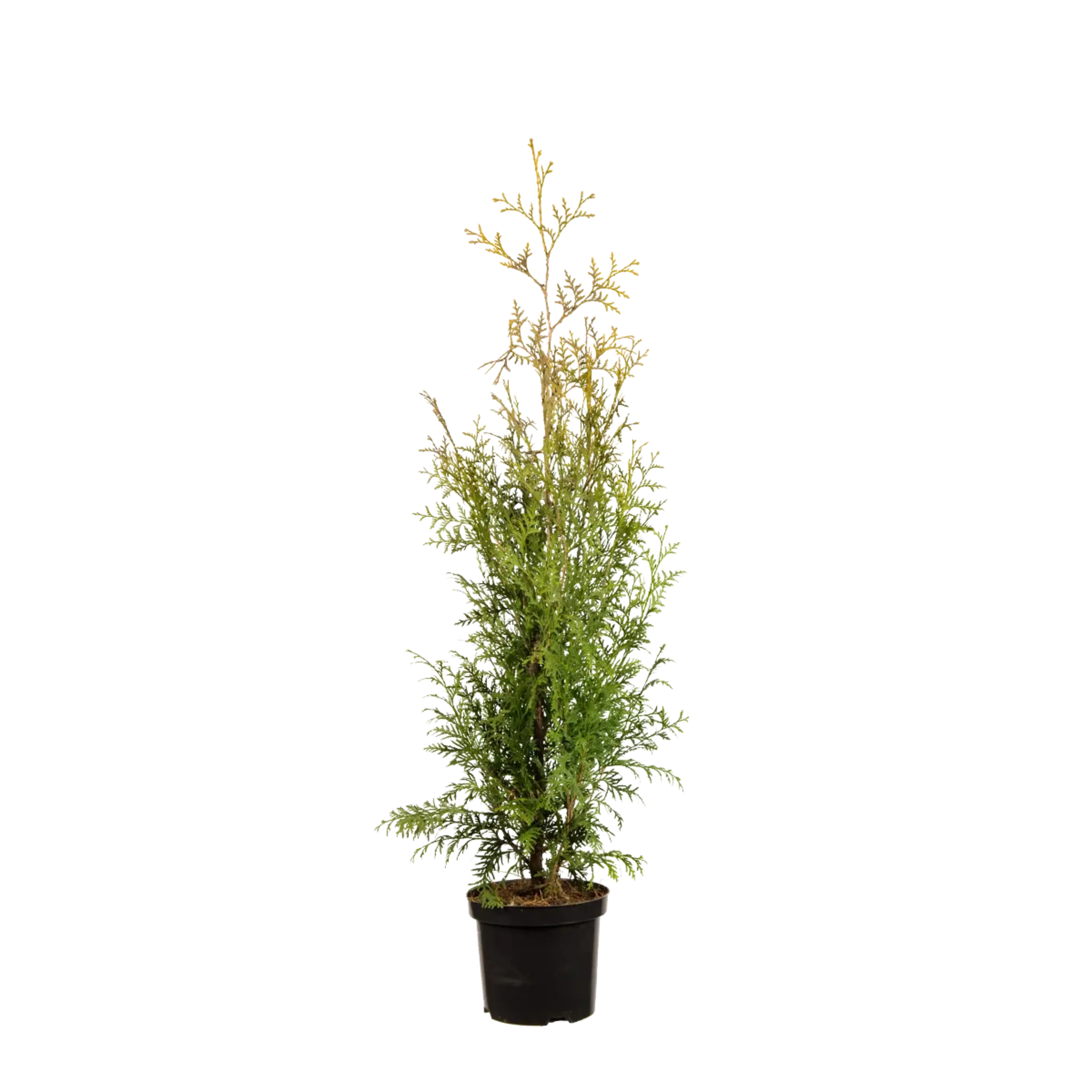 Thuja Brabant