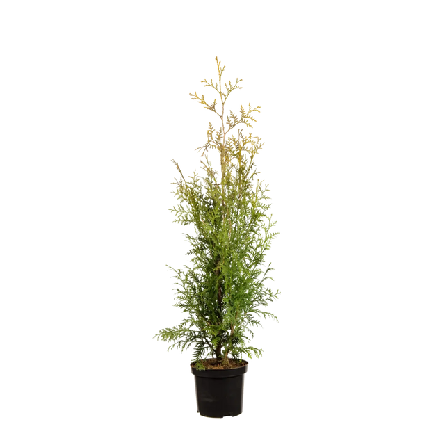 Thuja Brabant