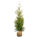 Thuja Brabant