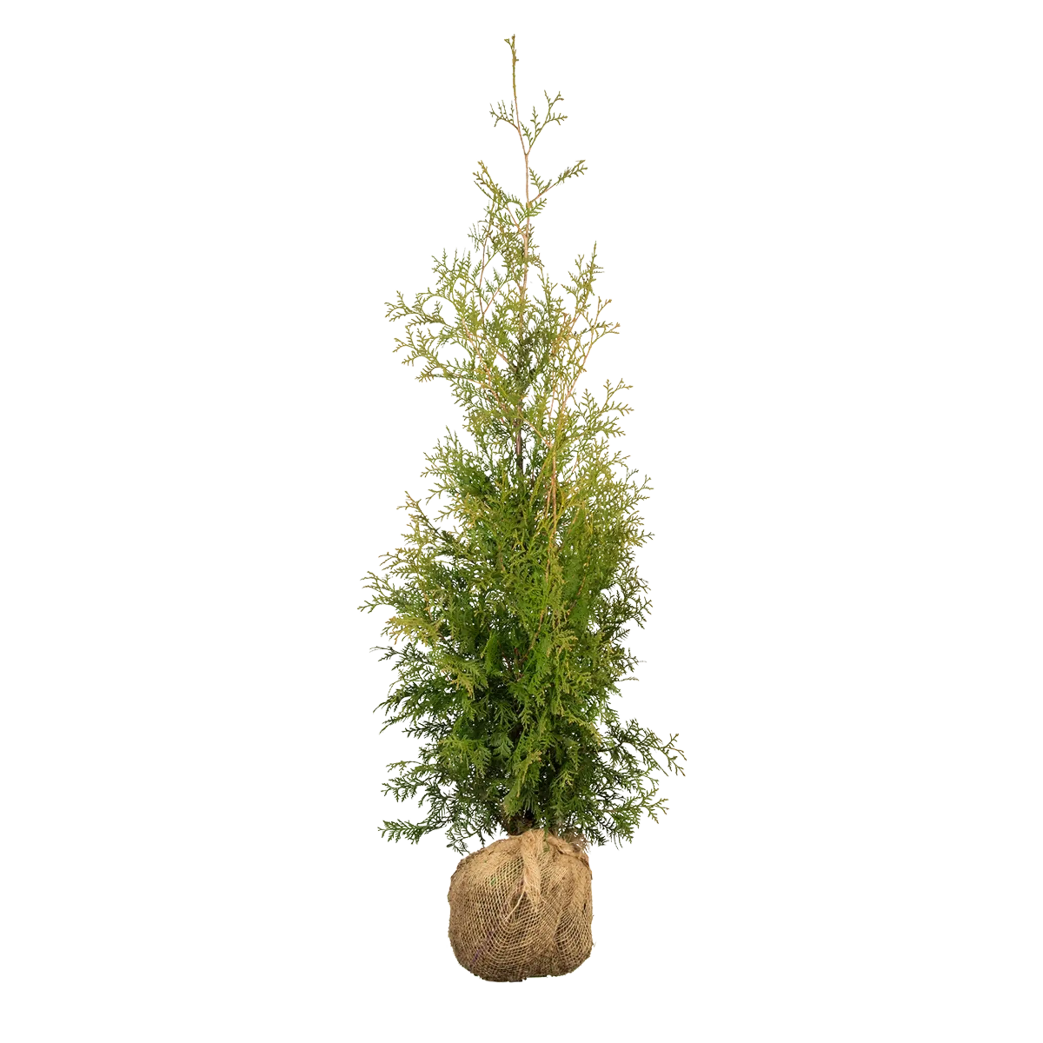 Thuja Brabant