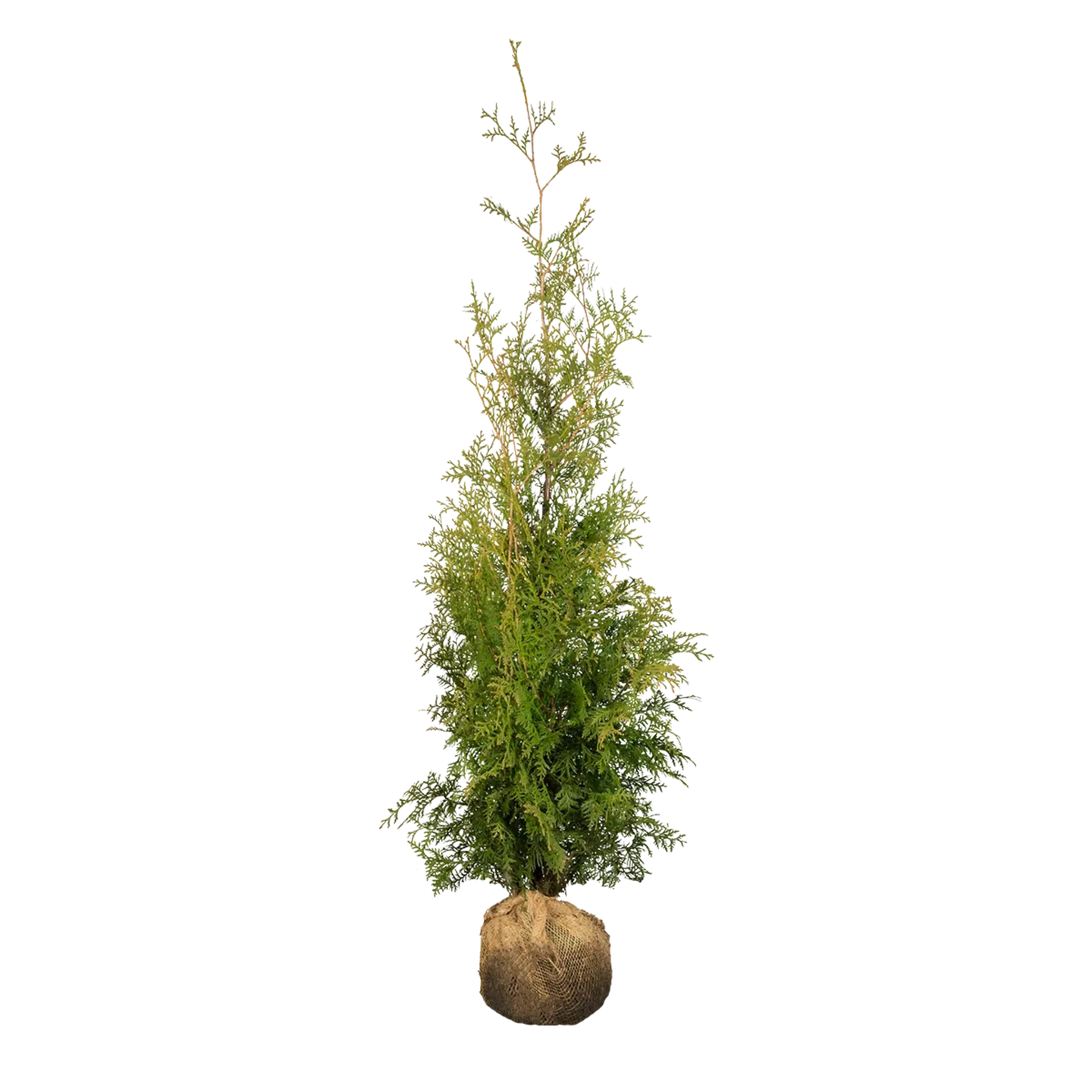 Thuja Brabant