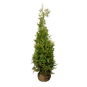 Thuja Brabant