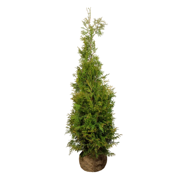 Thuja Brabant